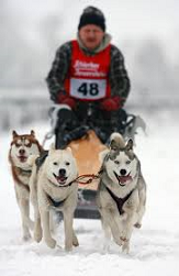 Pray for our Iditarod dog sled teams
