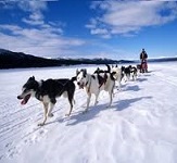 Keep our sled dogs safe