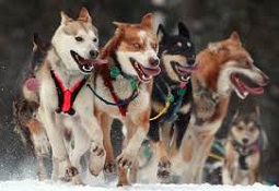 Pray for our dog mushers